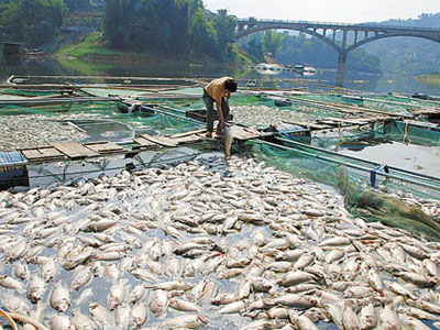 魚塘缺氧